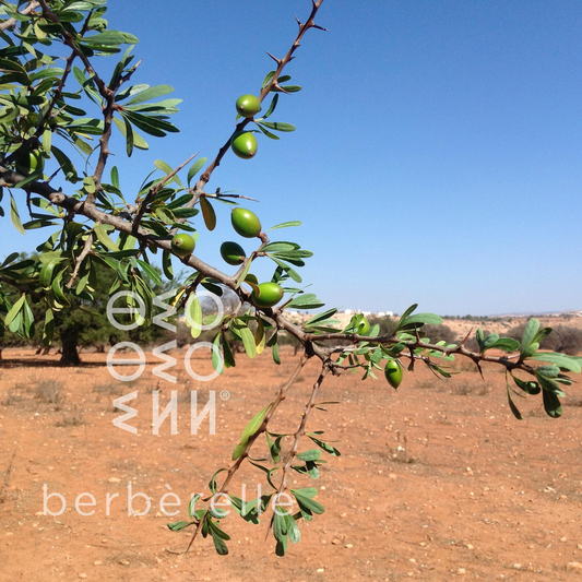 Comment pousse un arganier et quels sont les délais avant la production d’huile d’argan ?