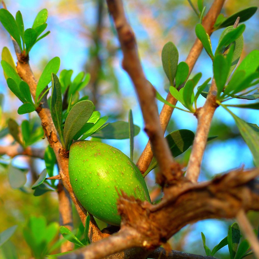 Découvrez les bienfaits et les utilisations de l'huile d'argan alimentaire