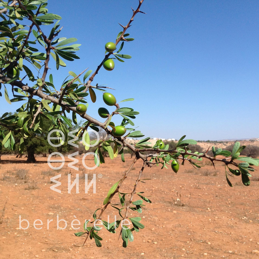 Comment pousse un arganier et quels sont les délais avant la production d’huile d’argan ?